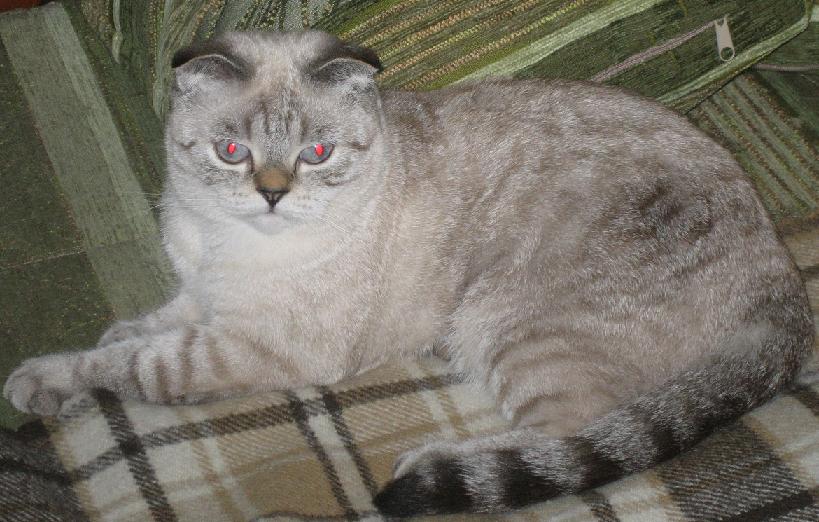 Кош.jpg