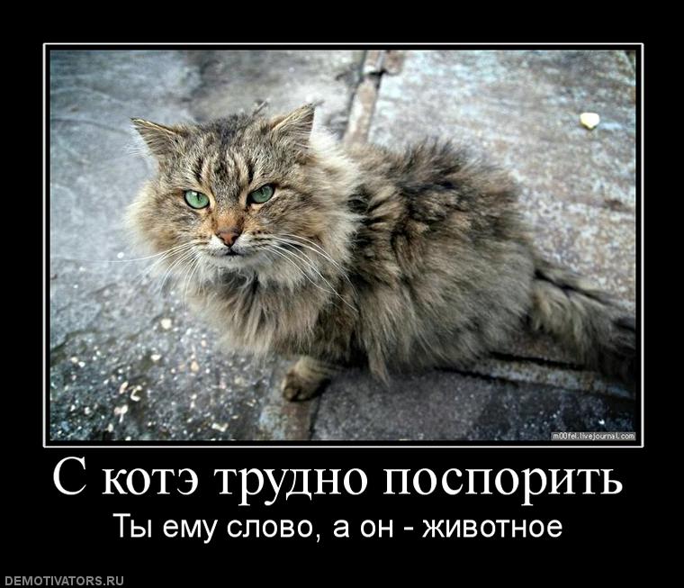 252445_s-kote-trudno-posporit.jpg