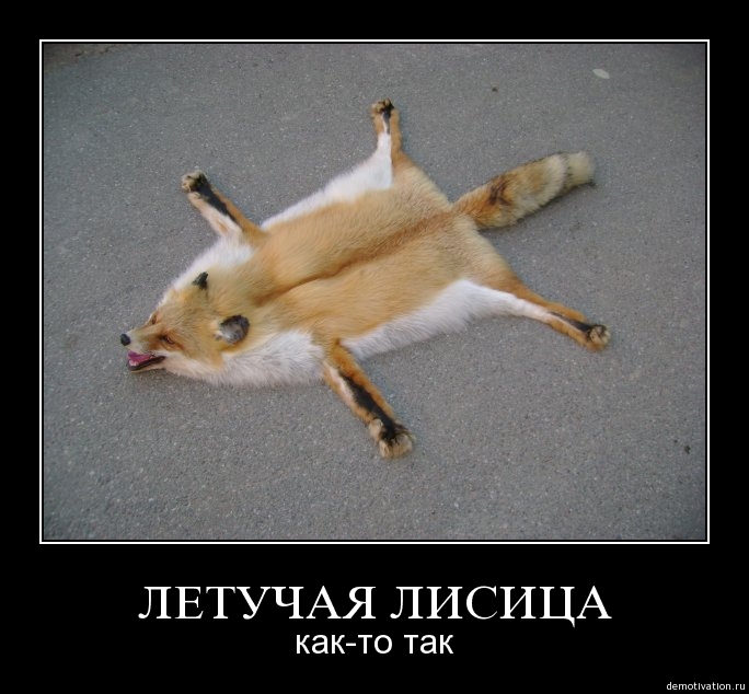 ЛИсЕНЫШ.jpg